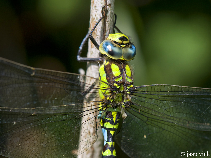 Southern Hawker - Blauwe Glazenmaker - Aeshna cyanea