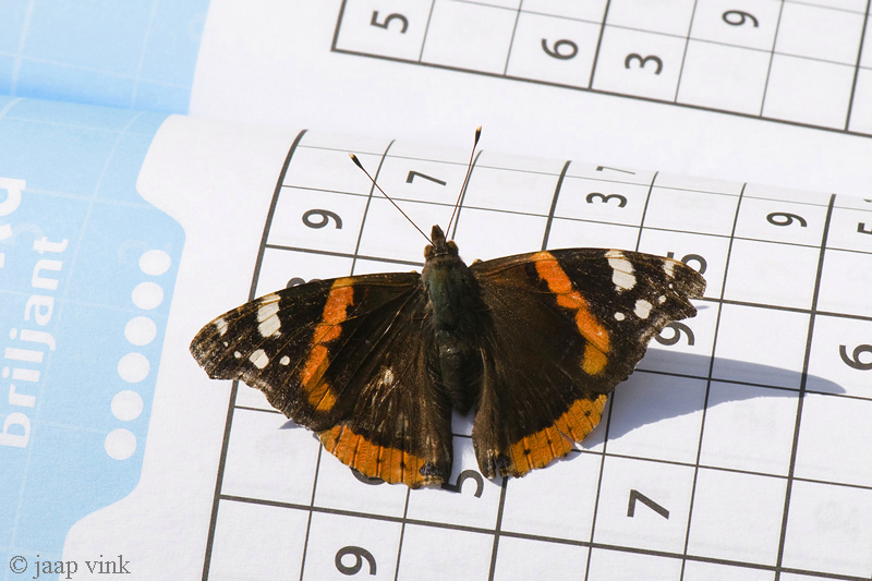 Red Admiral - Atalanta - Vanessa atalanta