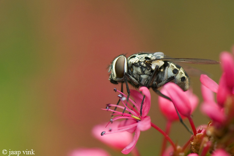 Graphomya maculata