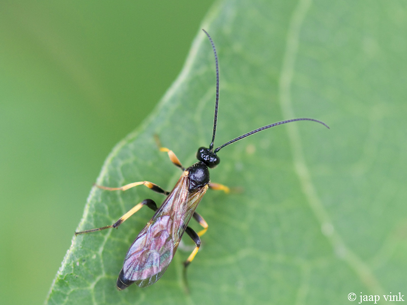 Ichneumon wasp - Parasitaire wesp - Ichneumon spec.