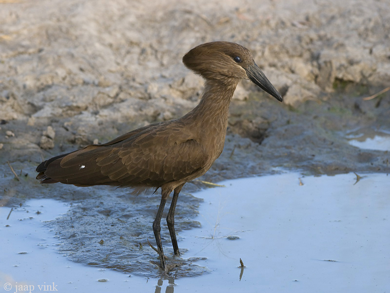Hammerkop - Hamerkop - Scopus umbretta