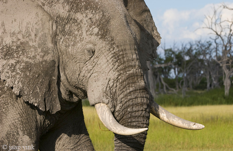 African Elephant - Afrikaanse Olifant - Loxodonta africana