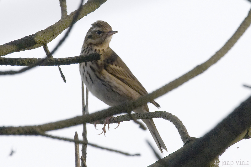Olive-backed Pipit - Siberische Boompieper - Anthus hodgsoni