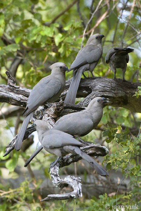 Grey Go-away Bird - Vale Toerako - Corythaixoides concolor