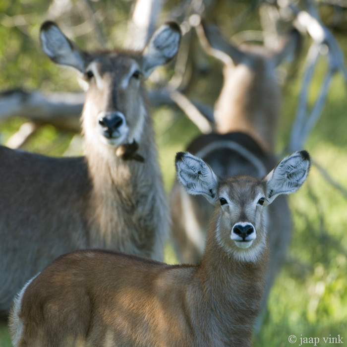 Waterbuck - Waterbok - Kobus ellipsiprymnus