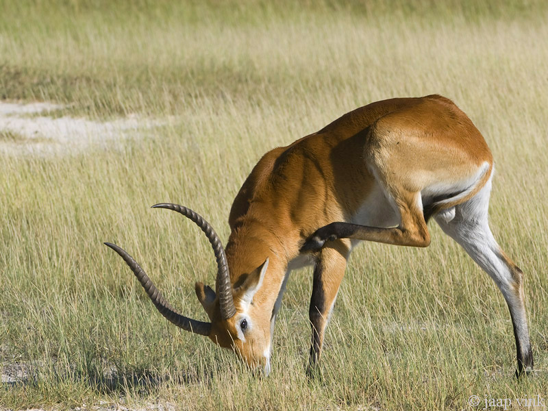 Lechwe - Litschiewaterbok - Kobus Leche