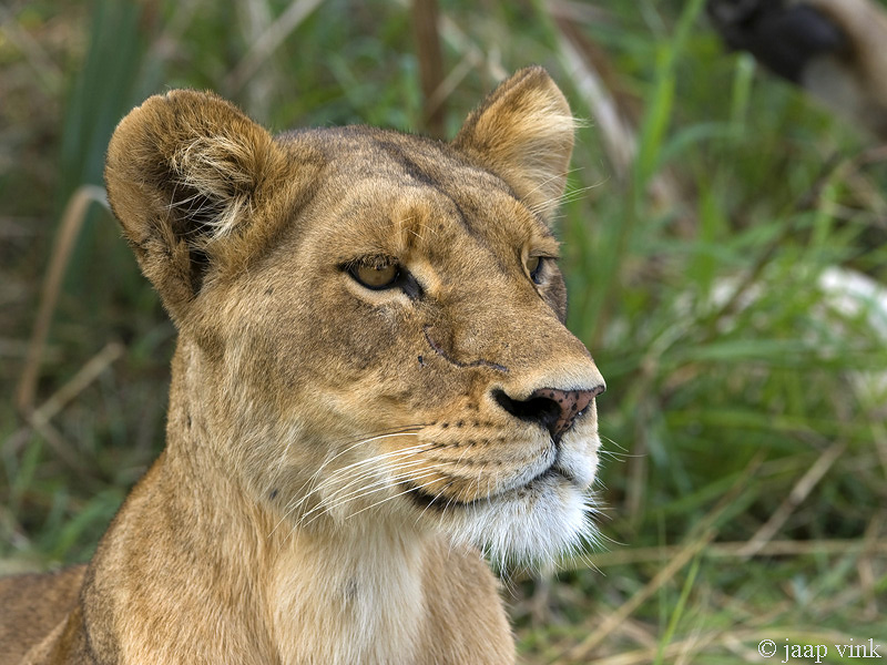 Lion - Leeuw - Panthera Leo