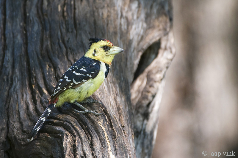 Crested Barbet - Kuifbaardvogel - Tachyphonus vaillantii