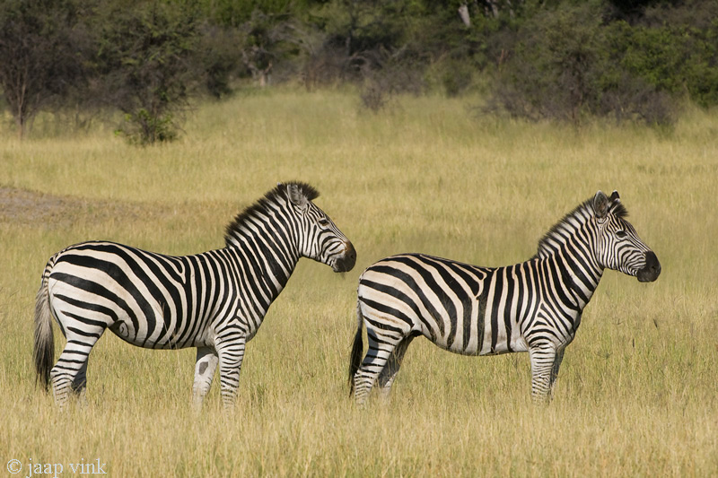 Plains Zebra - Steppenzebra -  Equus quagga burchellii