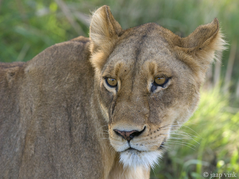 Lion - Leeuw - Panthera Leo