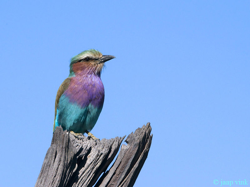 Lilac-breasted Roller - Vorkstaartscharrelaar - Coracias caudatus