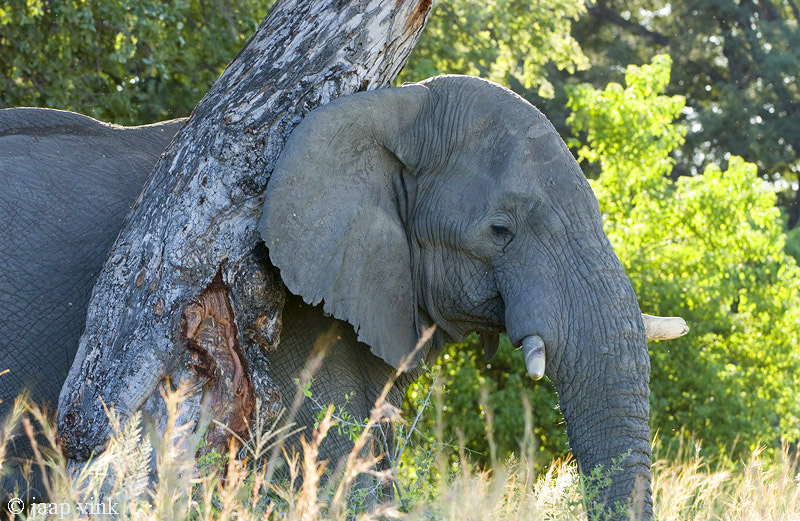 African Elephant - Afrikaanse Olifant - Loxodonta africana