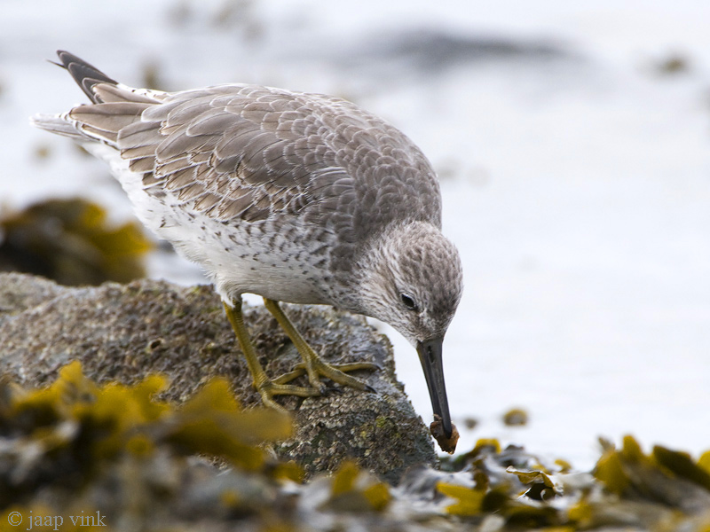 Knot - Kanoet - Calidris canutus