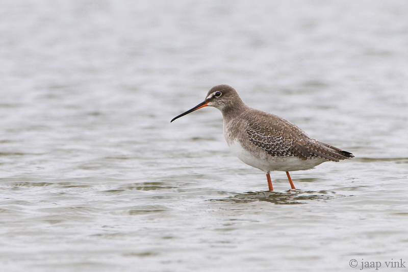 Spotted Redshank - Zwarte Ruiter - Tringa erythropus