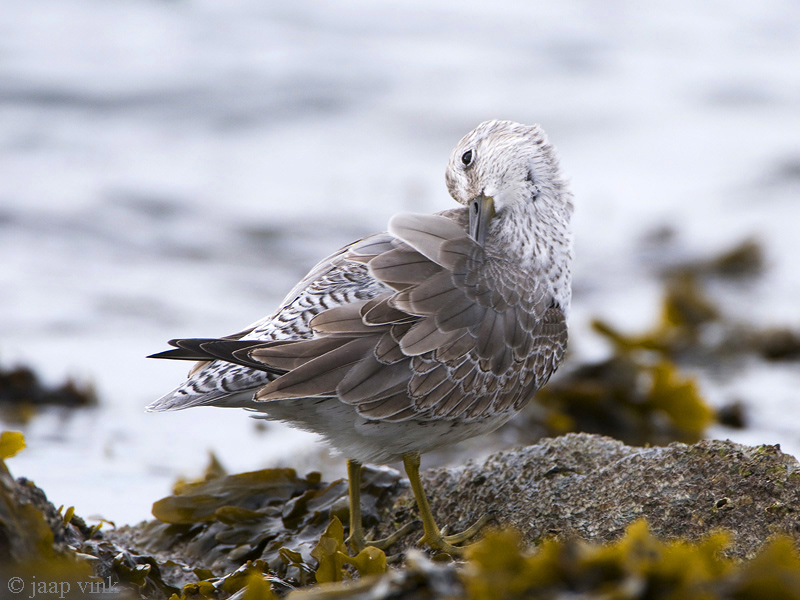 Knot - Kanoet - Calidris canutus