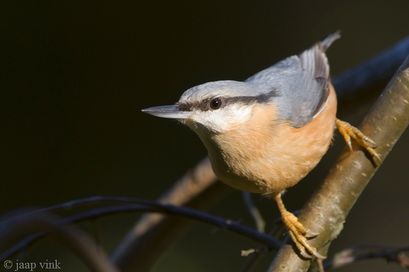 European Nuthatch - Boomklever - Sitta europaea