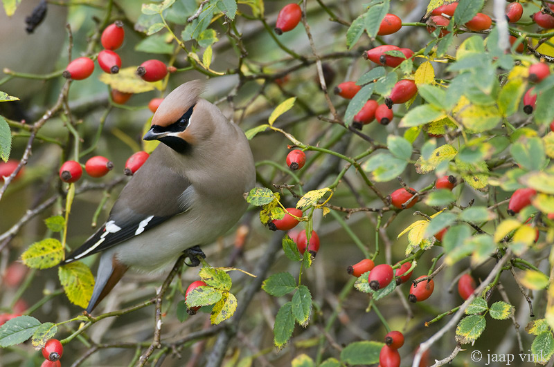 Bohemian Waxwing - Pestvogel - Bombycilla garrulus