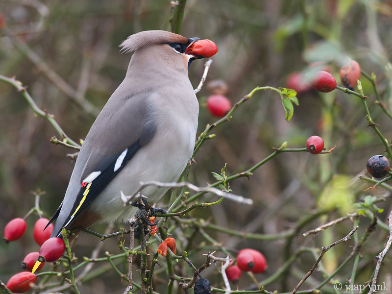 Bohemian Waxwing - Pestvogel - Bombycilla garrulus