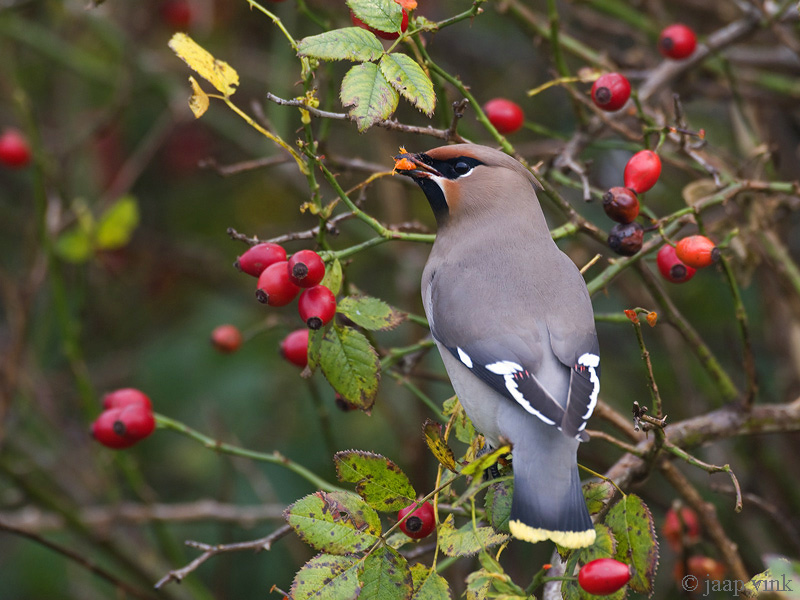 Bohemian Waxwing - Pestvogel - Bombycilla garrulus