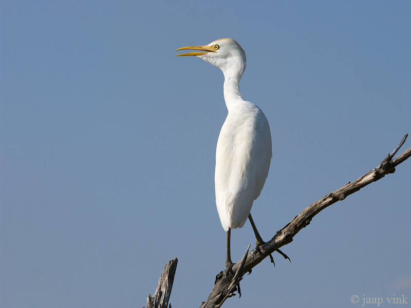 Cattle Egret - Koereiger - Bubulcus ibis