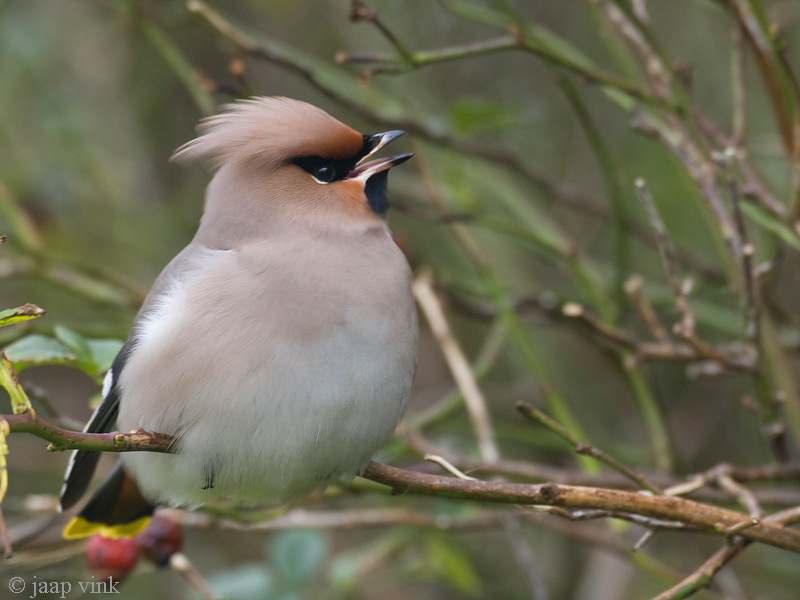 Bohemian Waxwing - Pestvogel - Bombycilla garrulus