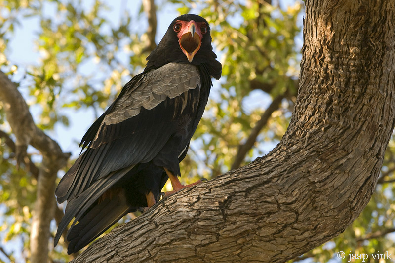 Bateleur - Terathopius ecaudatus