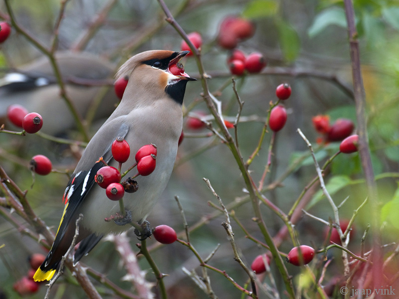 Bohemian Waxwing - Pestvogel - Bombycilla garrulus