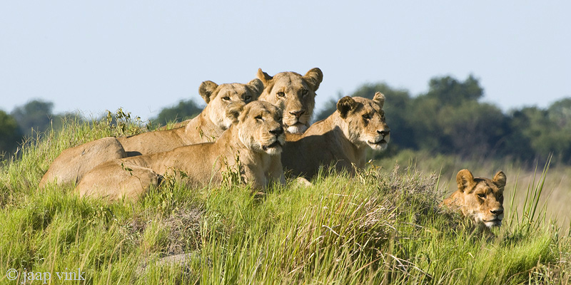 Lion - Leeuw - Panthera leo