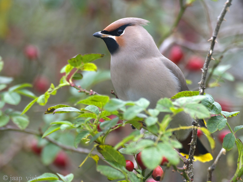 Bohemian Waxwing - Pestvogel - Bombycilla garrulus