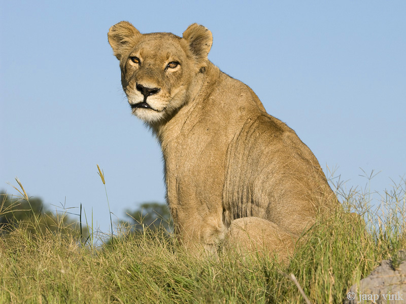 Lion - Leeuw - Panthera leo