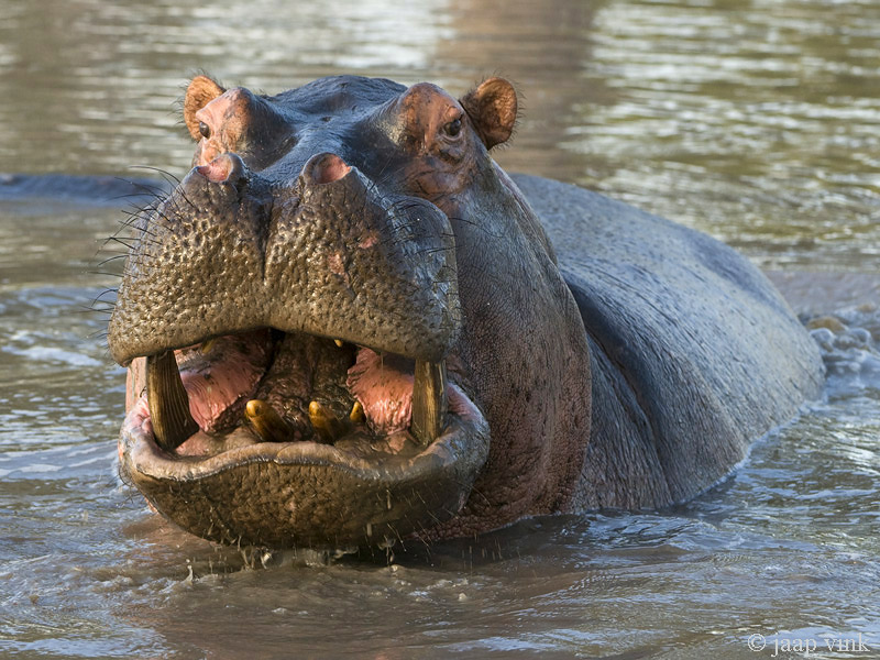 Hippopotamus - Nijlpaard - Hippopotamus amphibius