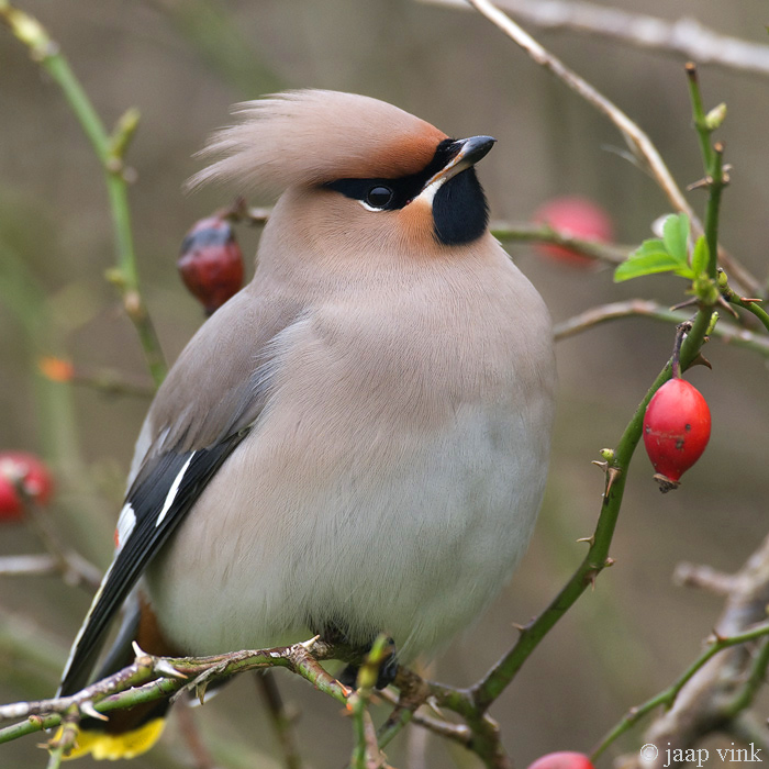 Bohemian Waxwing - Pestvogel - Bombycilla garrulus