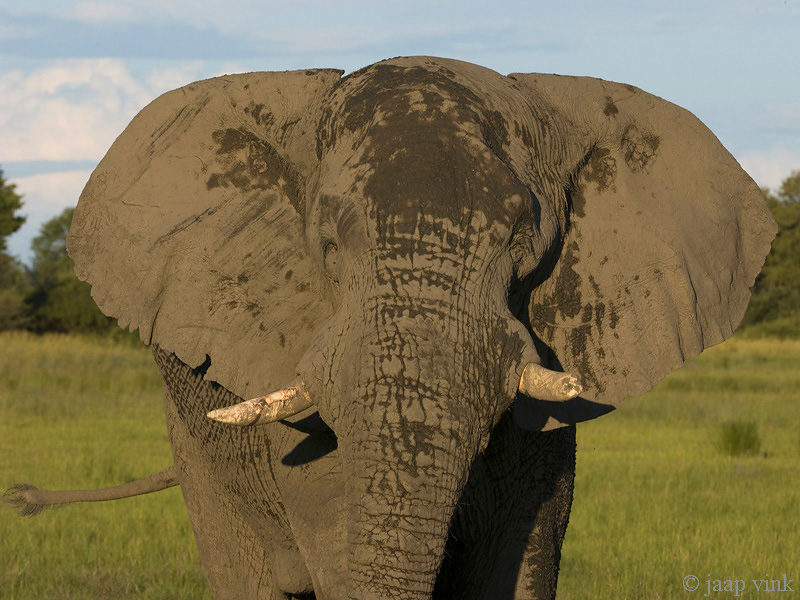 African Elephant - Afrikaanse Olifant - Loxodonta africana