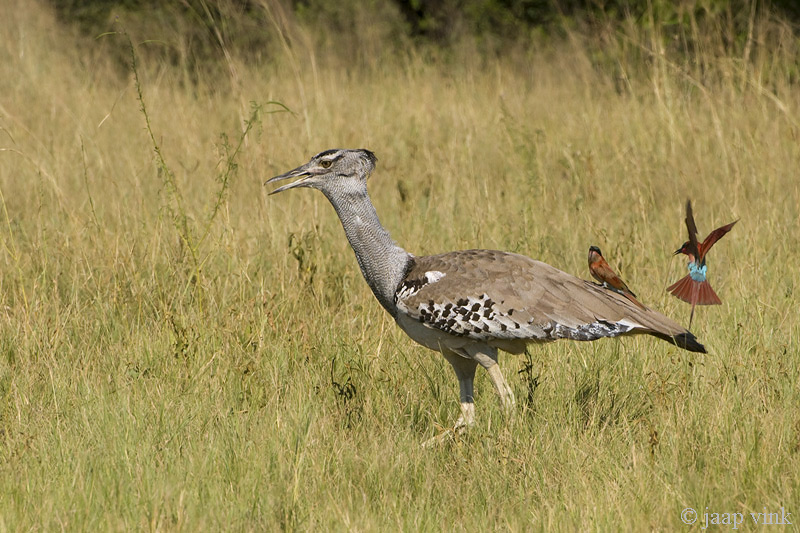 Kori Bustard - Koritrap - Ardeotis kori