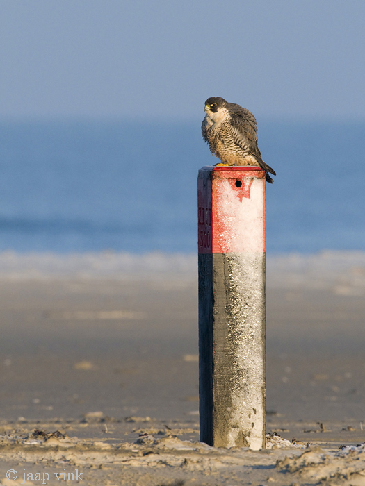 Peregrine - Slechtvalk - Falco peregrinus