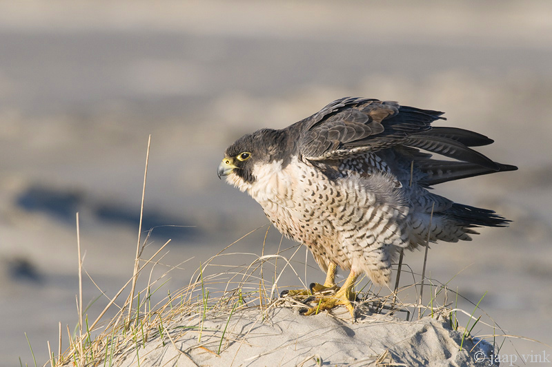 Peregrine - Slechtvalk - Falco peregrinus