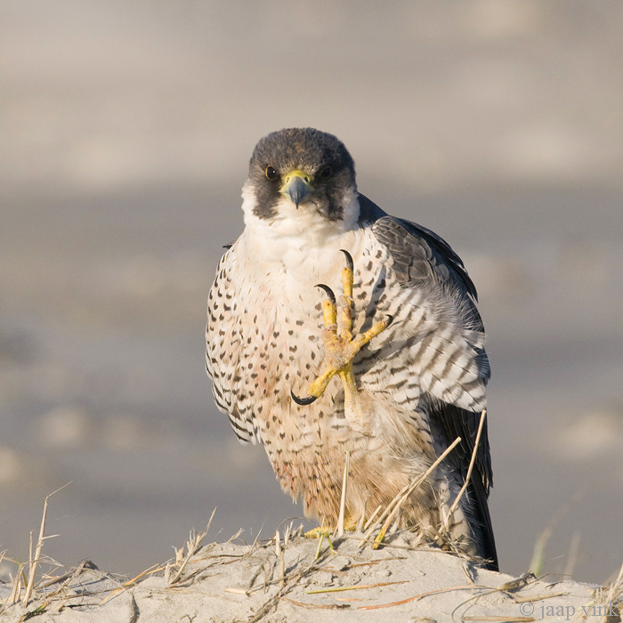 Peregrine - Slechtvalk - Falco peregrinus