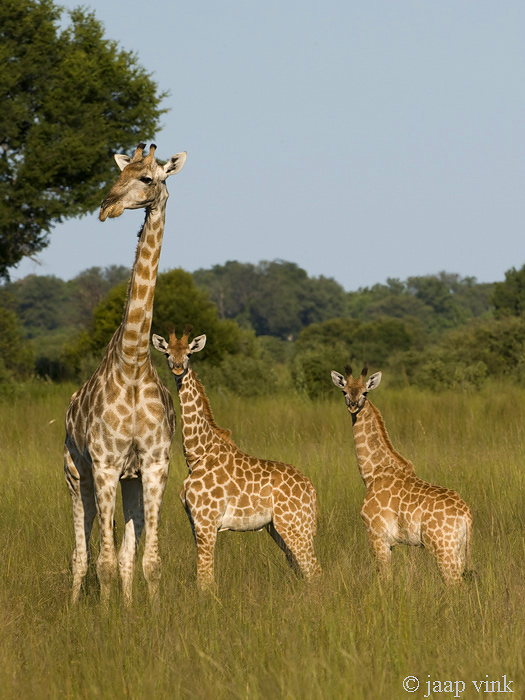 Giraffe - Giraf - Giraffa camelopardelis