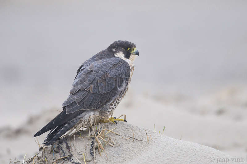 Peregrine - Slechtvalk - Falco peregrinus