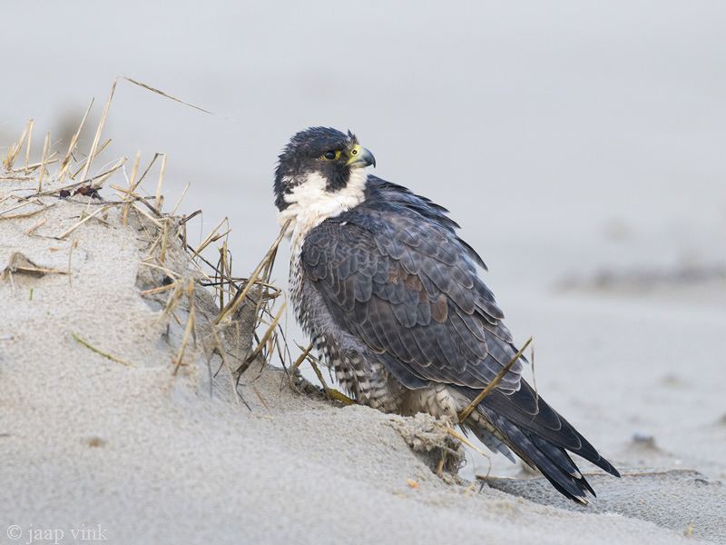 Peregrine - Slechtvalk - Falco peregrinus