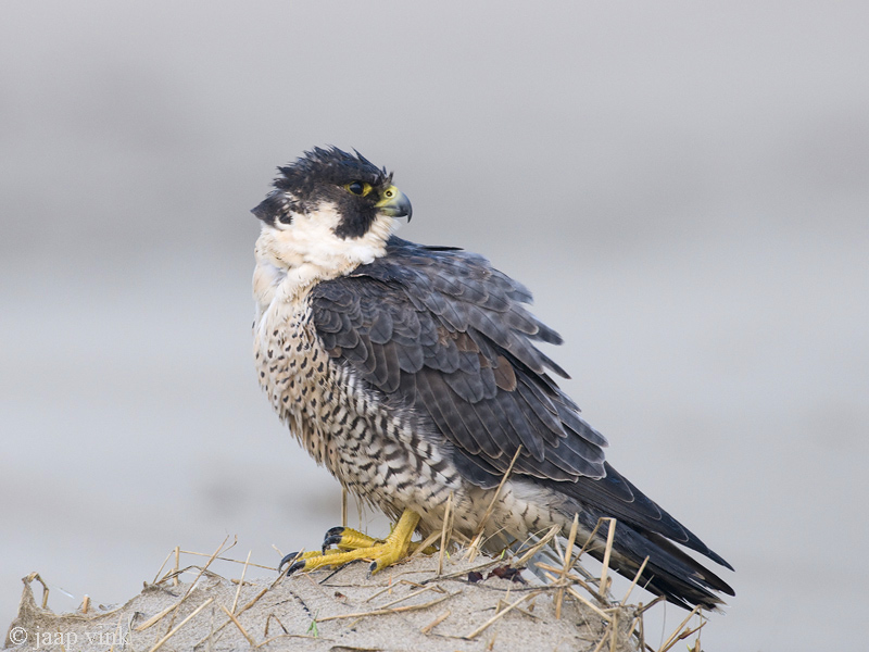Peregrine - Slechtvalk - Falco peregrinus