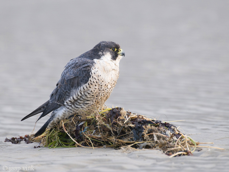 Peregrine - Slechtvalk - Falco peregrinus