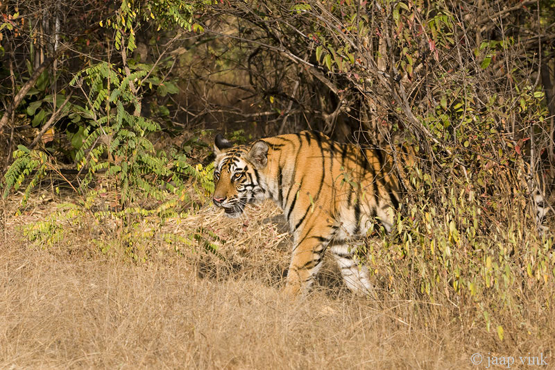 Tiger - Tijger - Panthera tigris