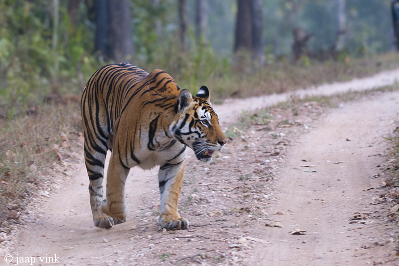Tiger - Tijger - Panthera tigris