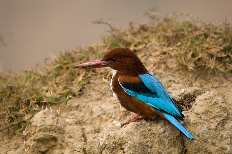 White-throated Kingfisher - Smyrna-ijsvogel - Halcyon smyrnensis