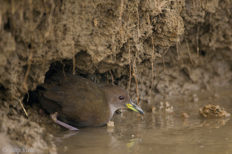 Brown Crake - Bruin Waterhoen - Amaurornis akool
