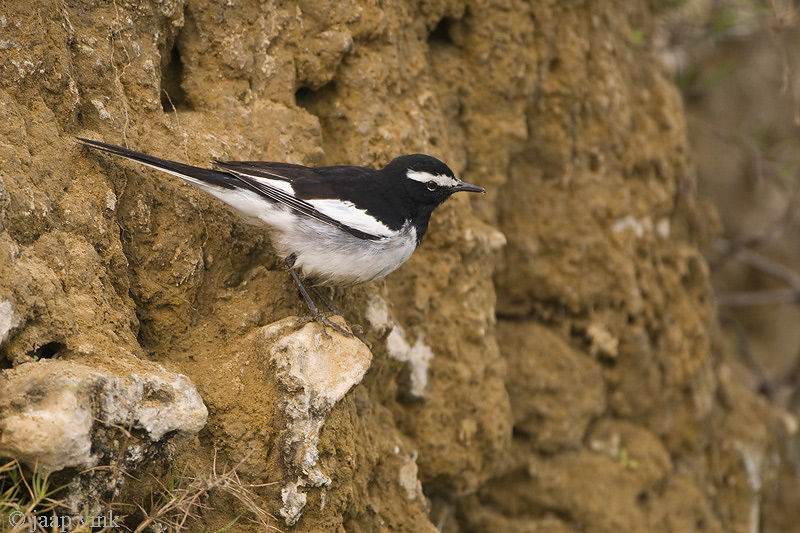 White-browed Wagtail - Indische Bonte Kwikstaart - Motacilla maderaspatensis
