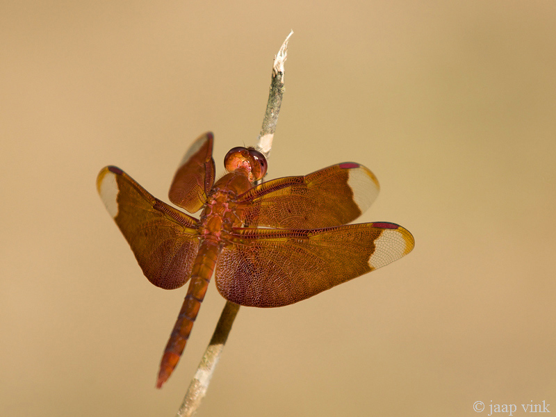 Fulvous Forest Skimmer - Neurothemis fulvia