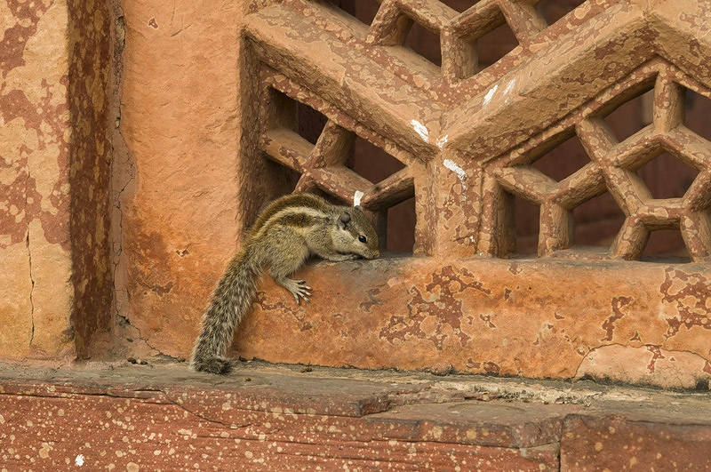 Indian Palm Squirrel at Akbars Tomb - Indische Palmeekhoorn bij Akbars Tomb