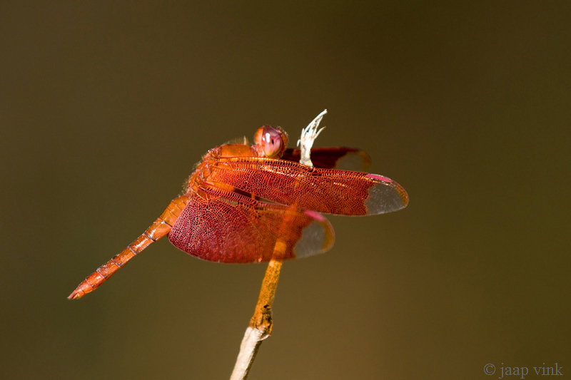 Fulvous Forest Skimmer - Neurothemis fulvia